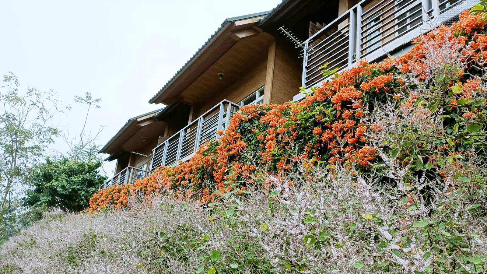 橄欖園森林度假民宿 封面